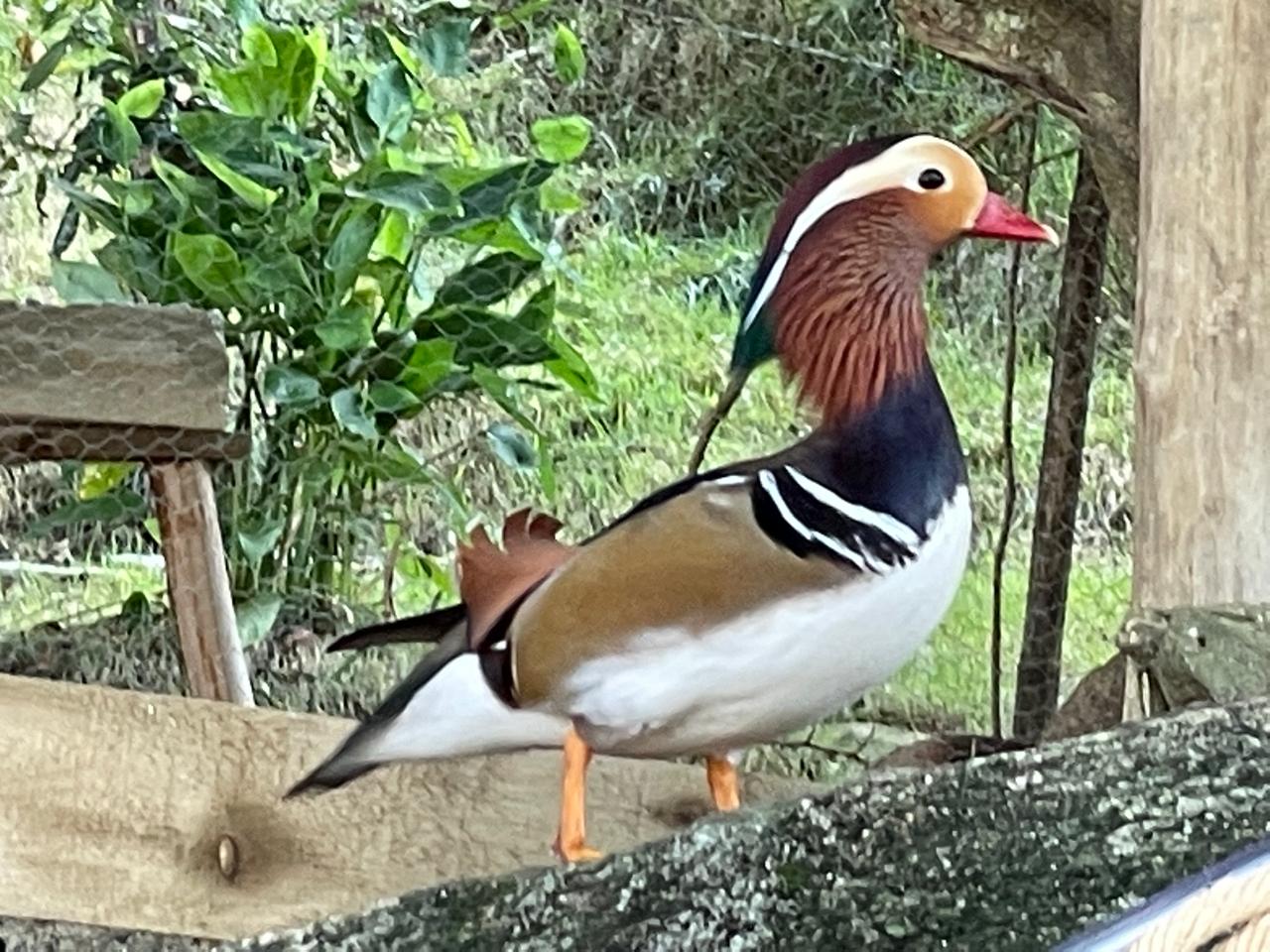 Animal do Sítio